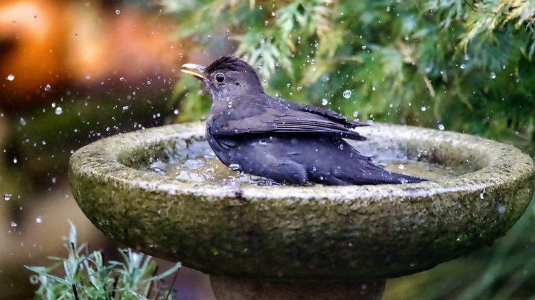 Bird splashing happily in bird bath