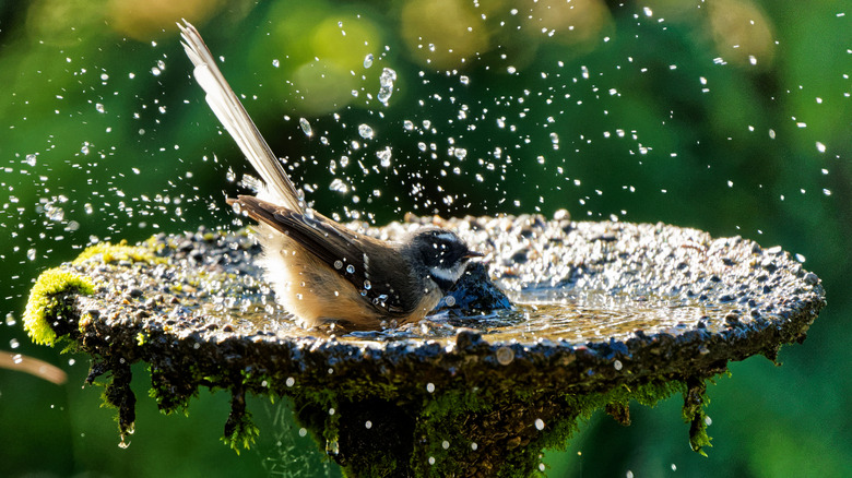 A bird splashing in a mossy bird bath against a green background