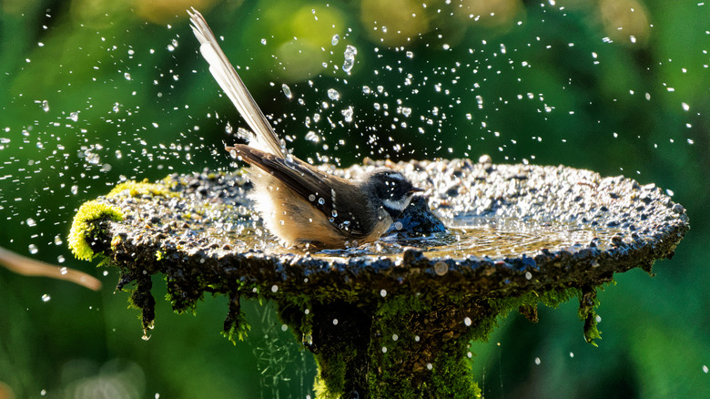 A bird splashing around in a stone bird bath