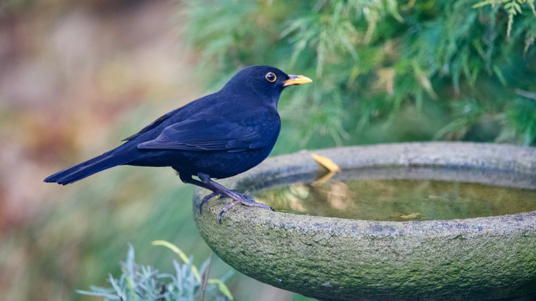 a blackbird perched on the edge of a bird bath