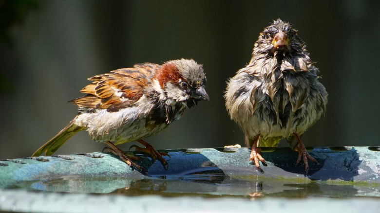 birds sitting on the edge of a birdbath