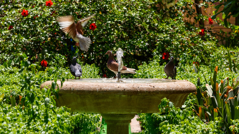 Birds gathered around a stone bird bath in a garden