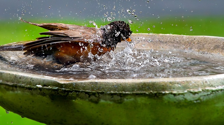American robin splashing in bath