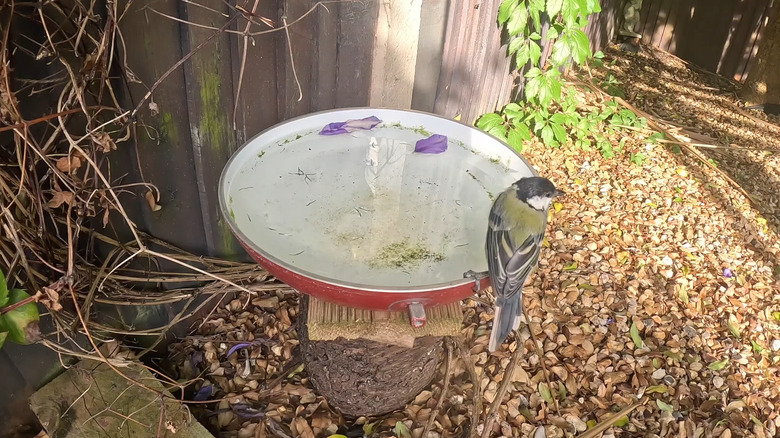 an old frying pan makes a great bird bath