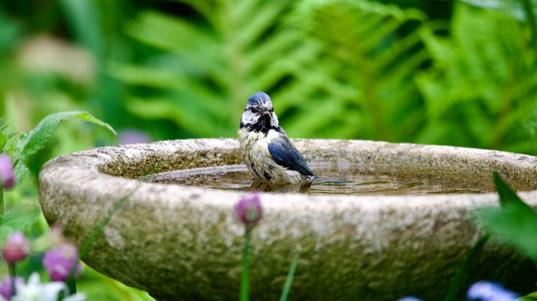 a bird on a concrete bird bath