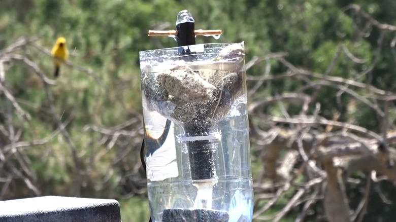 DIY bird bath made using plastic bottle and solar water pump