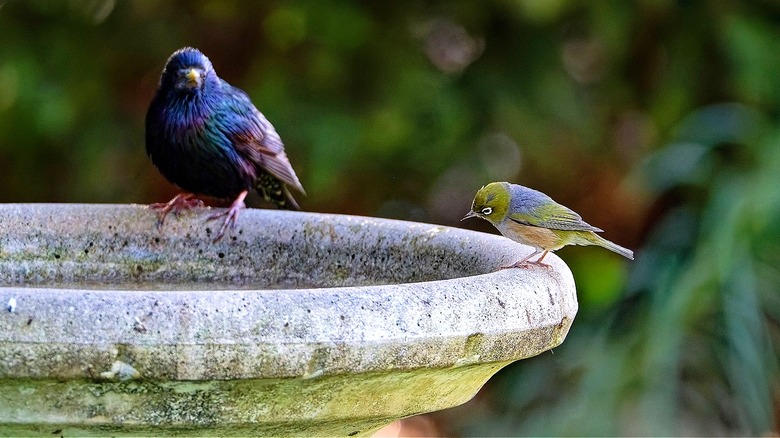 Two birds perch on the side of a stone bird bath in a garden