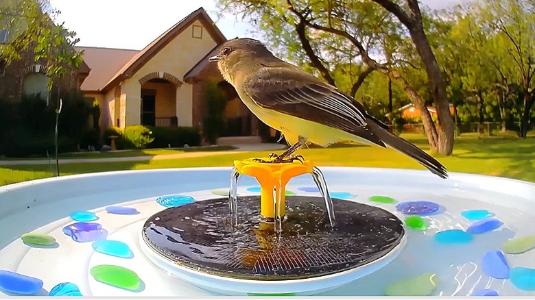 A shot of a bird sitting in the Birdfy bird bath filled with colorful stones