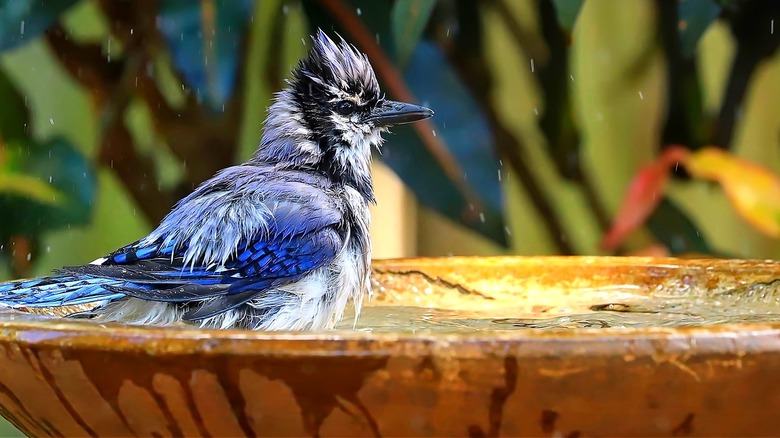 A bluejay taking a bath in a backyard bird bath