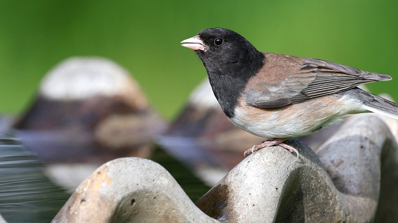 A junco perched on the scalloped rim of a concrete bird bath