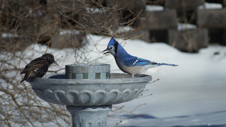 birds in birdbath in winter and snow