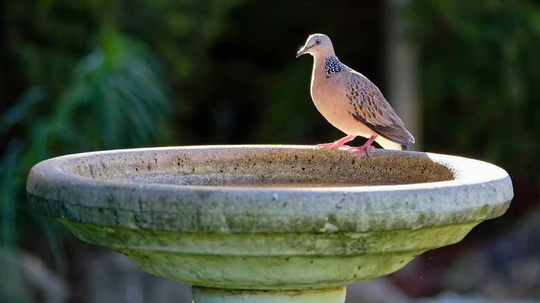 A Spotted Dove perching on a weathered concrete bird bath.
