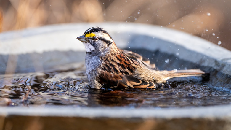 Closeup of a sparrow enjoying a birdbath