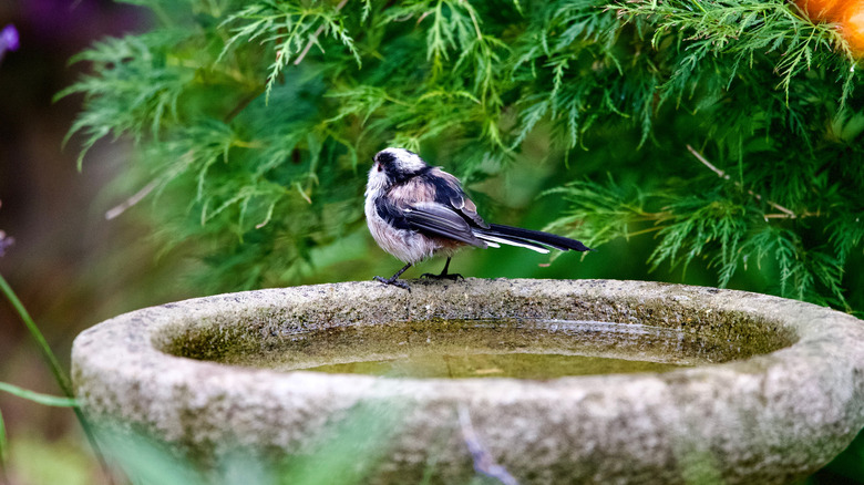 a traditional stone birdbath next to evergreen tree, with a bird sitting on top