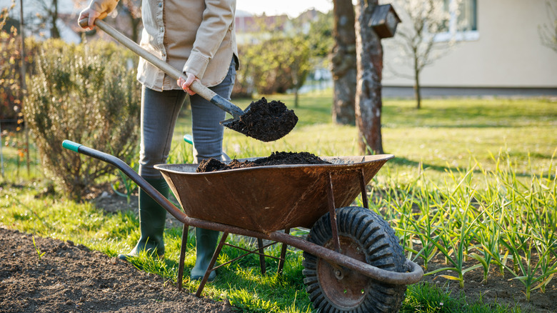Gardener shovels finished compost on garden soil.