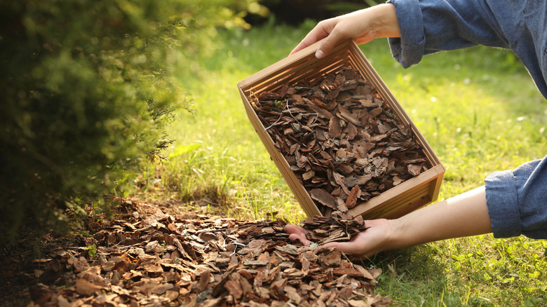 Gardeners places mulch around a shrub.