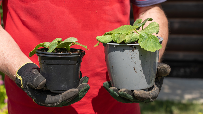 A man in a red shirt holds a seedling planted in a plastic nursery pot in each hand.