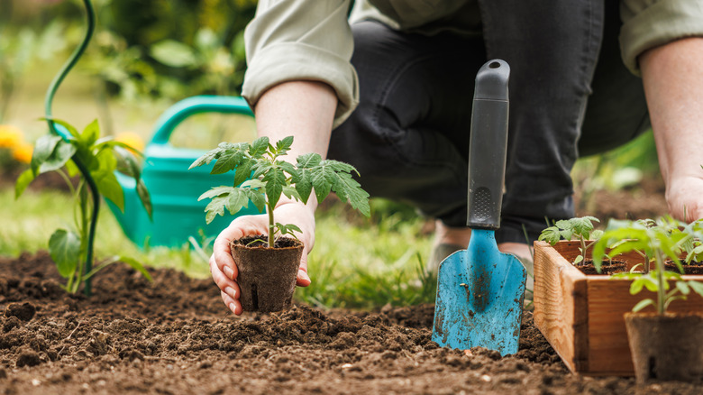 A person plants a tomato seedling in a biodegradable pot into the garden.