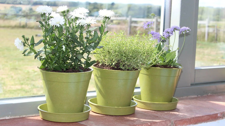 Three plant pots made from bamboo and rice and sitting on a windowsill.
