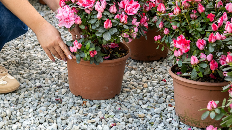 A woman moving azaleas that are contained in a plastic planter