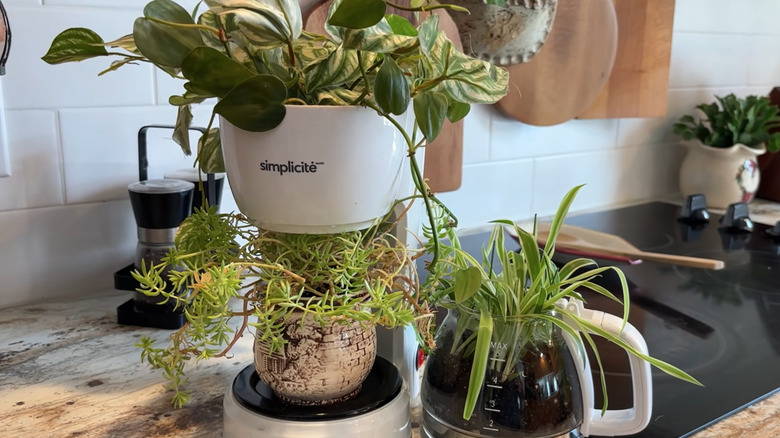 A coffee maker repurposed into a planter for houseplants sits on the countertop in a kitchen.