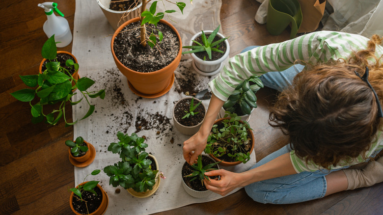 A woman planting houseplants in pots.