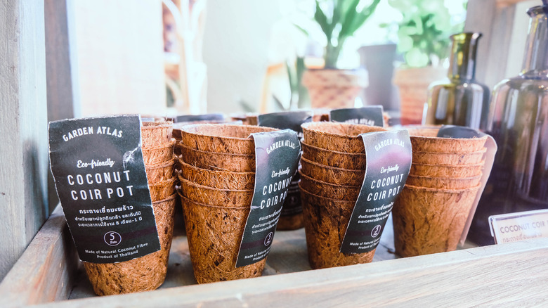Packs of coconut coir pots on a shelf in a garden center.