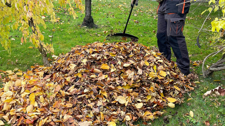 Person raking a large pile of leaves outside