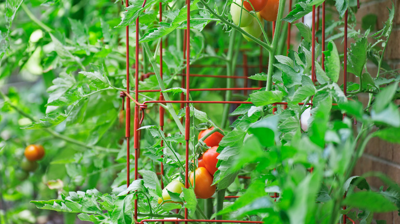 Tomato fruits ripening in a cage