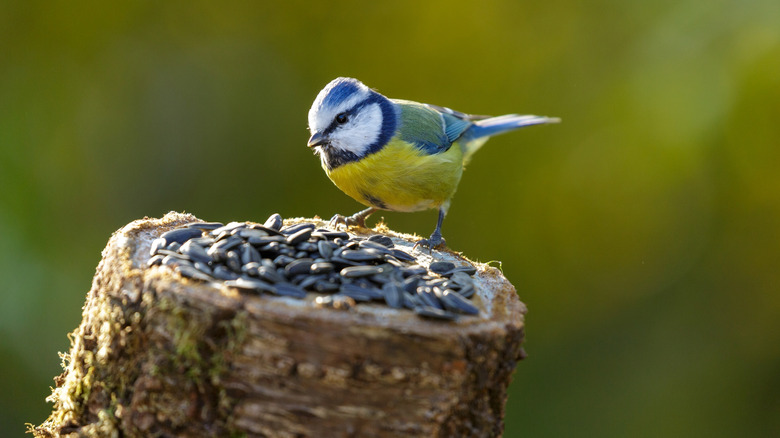 a bird eating seeds on a small tree stump