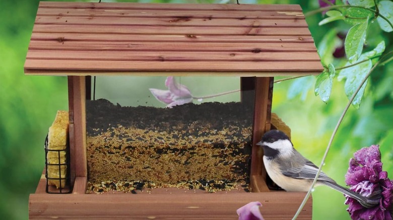 A Pennington Cedar Grand Snack Shack Bird Feeder with feed and suet as a bird sits at the edge
