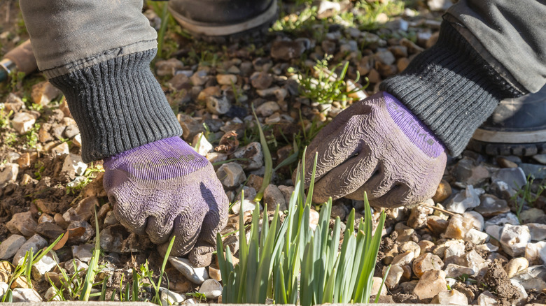 A person wearing long sleeves and purple gloves pulling weeds out of gravel