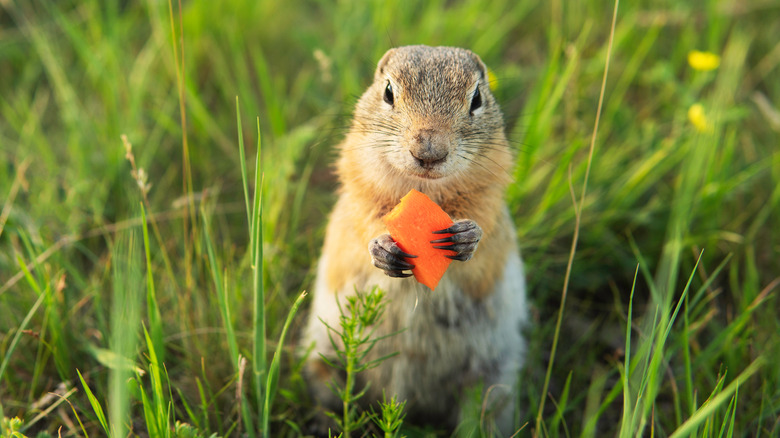 Gopher in a garden