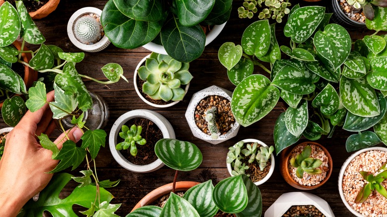 Different types of houseplants