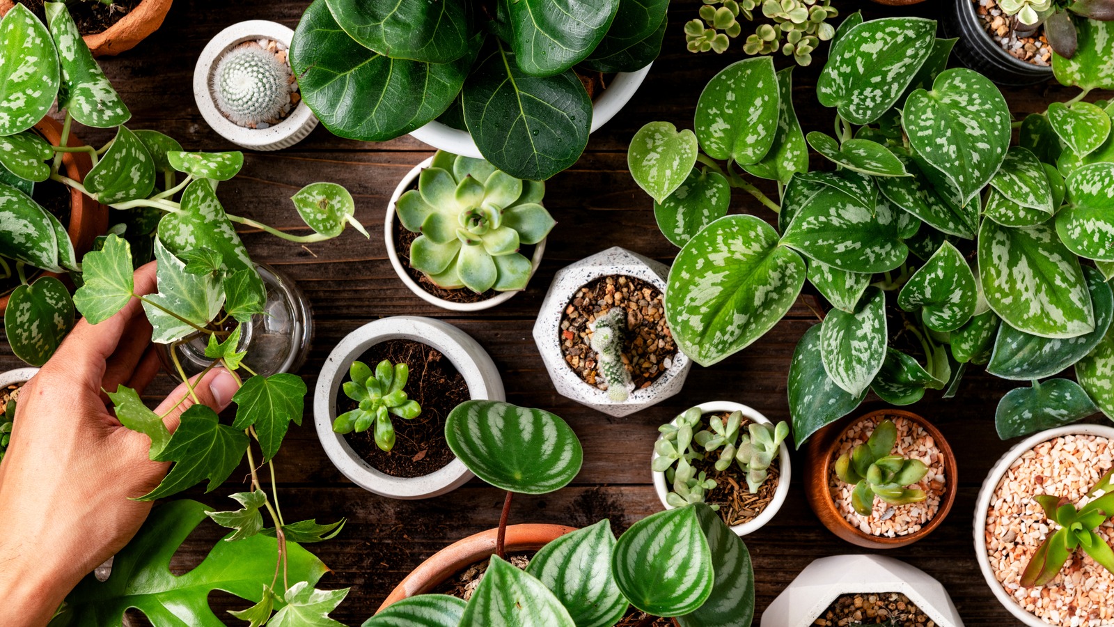 10 Gorgeous Houseplants You Shouldn't Keep Due To Their Smell