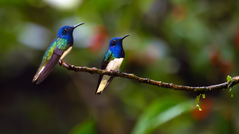two blue-throated hummingbirds resting on a branch
