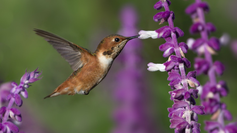 hummingbird getting nectar from Mexican sage flowers