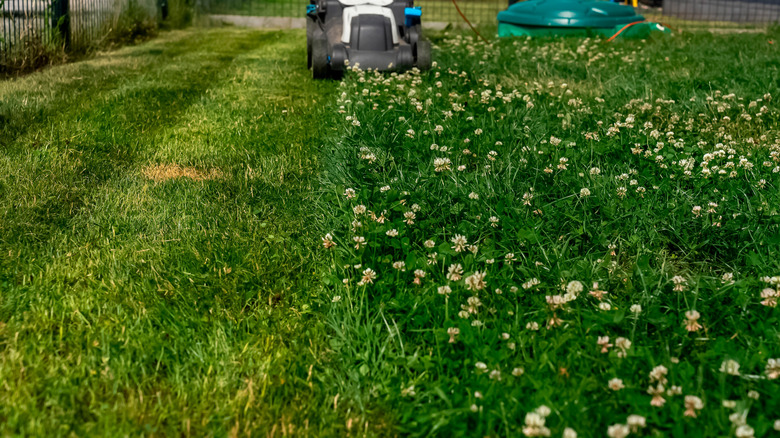 person mowing clover lawn