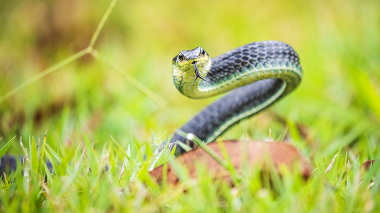 Snake posing to strike in grass