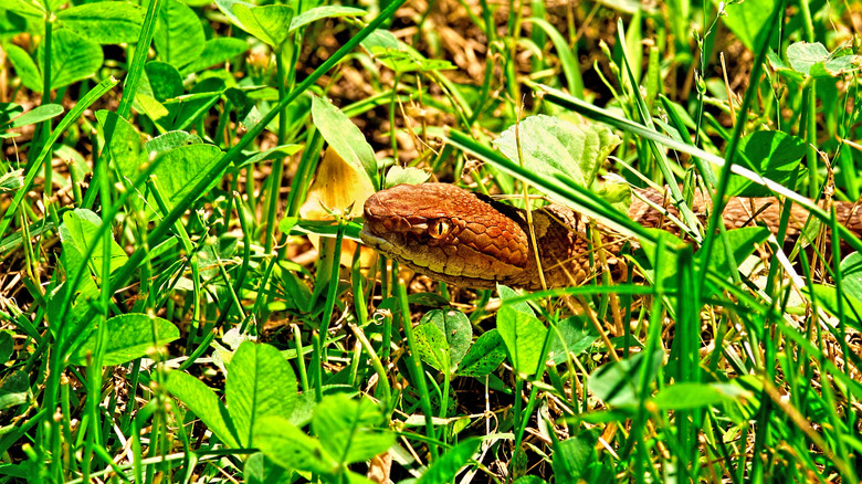 snake popping up from dense clover