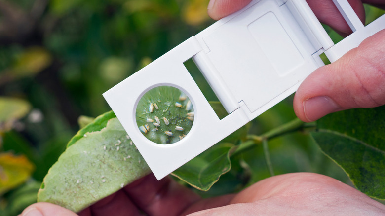 whiteflies on a leaf