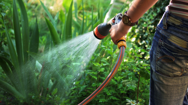 spraying plants with water