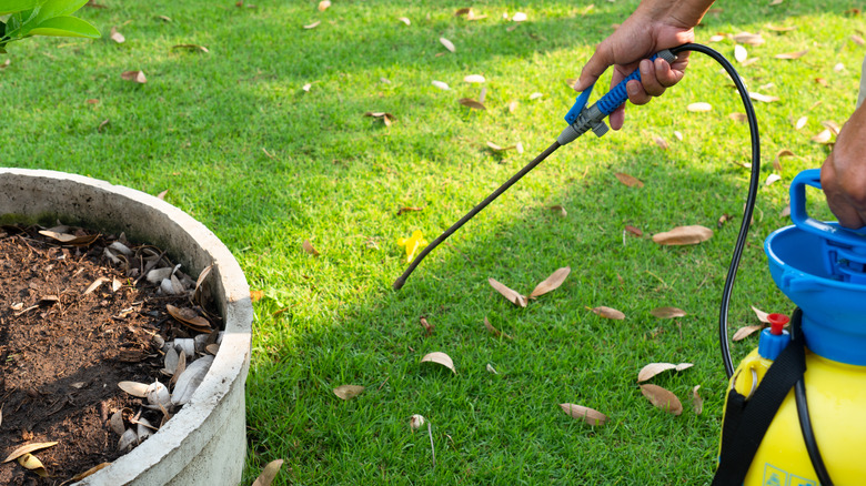 Hand sprays lawn with herbicide