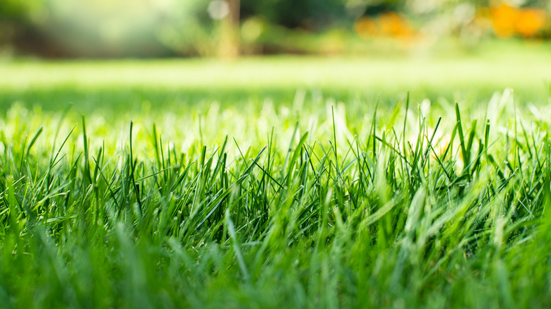 A close-up of green grass in the backyard