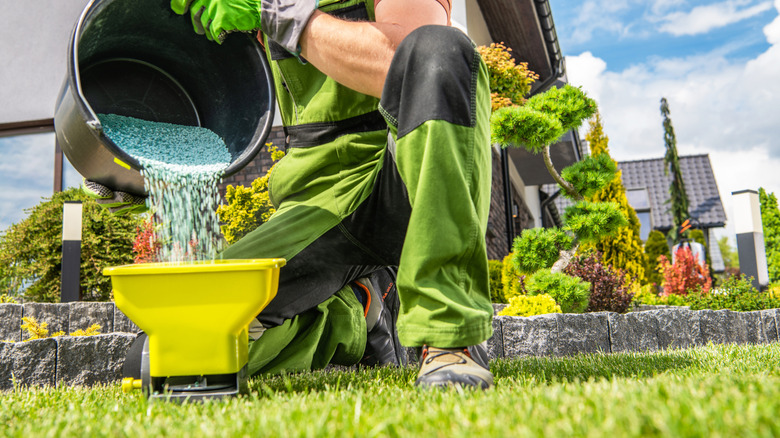 Someone pouring grass fertilizer into a handheld spreader in their yard
