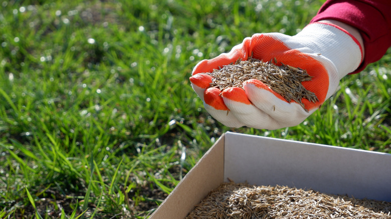 A gloved hand holding a handful of grass seed in front of a lawn