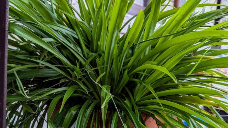 a bushy lush Shamrock spider plant