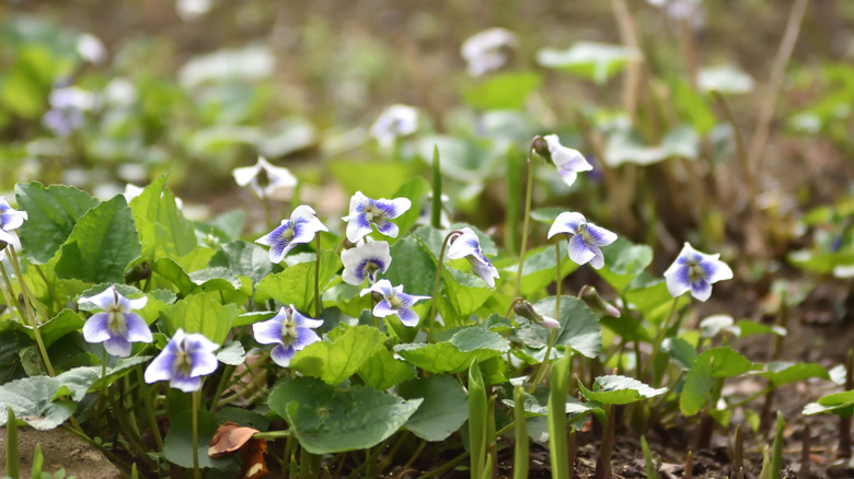 Close-up of viola sororia which can be used as ground cover