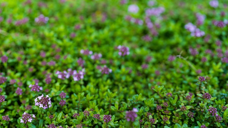 Thymus serpyllum used as ground cover