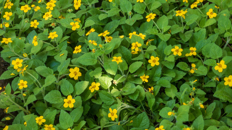 Ground cover of yellow Chrysogonum virginianum flowers